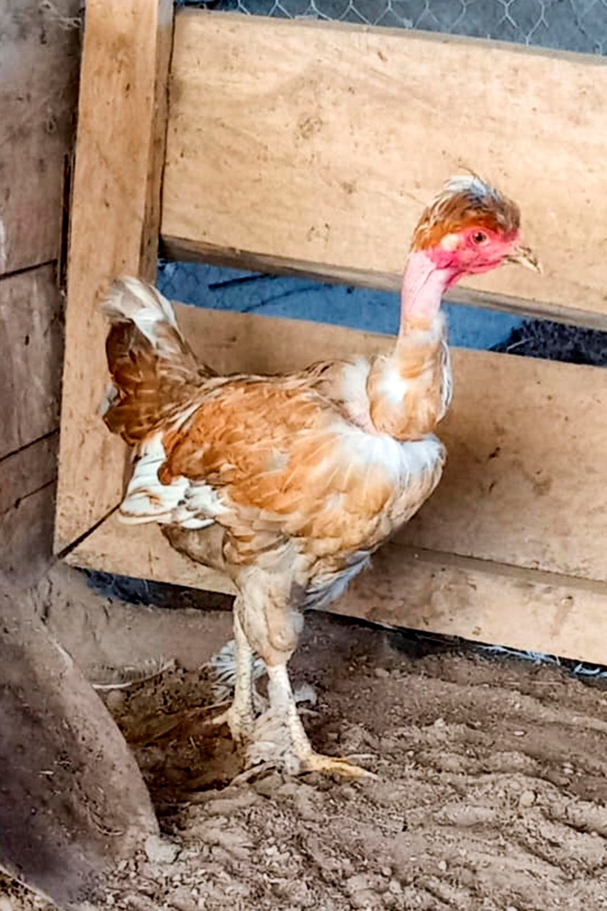 WhatsApp Image 2025-04-03 at 7.35.00 PM (2) copia.jpg